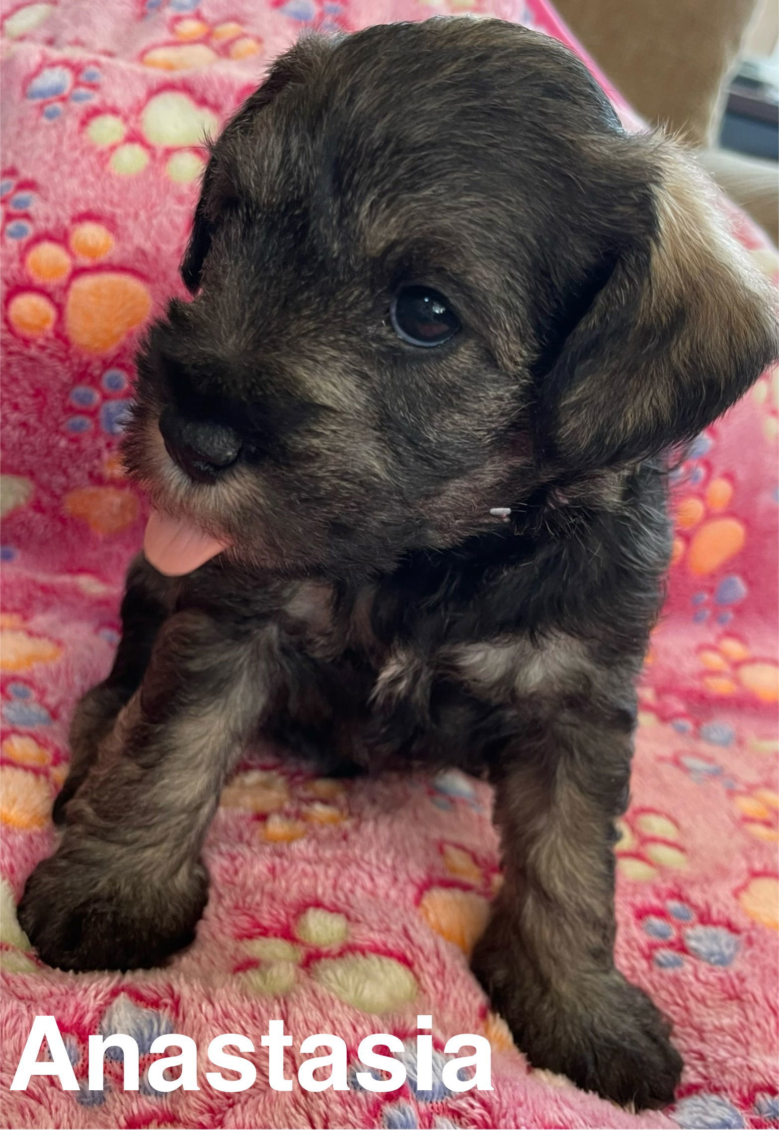 Anastasia, an adoptable Schnauzer in Rancho Cucamonga, CA, 91701 | Photo Image 3