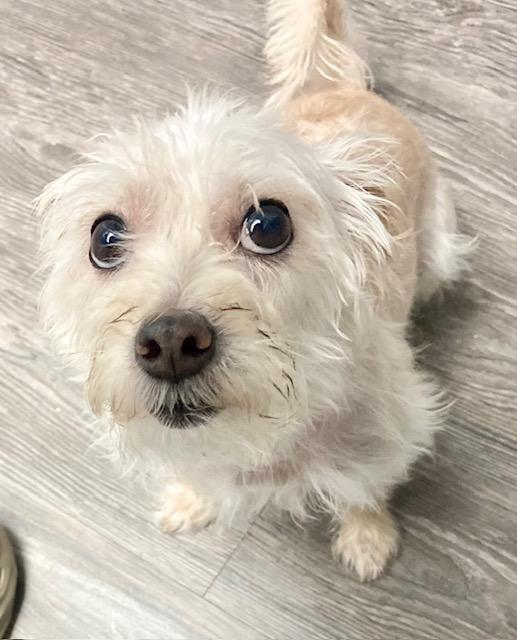 Milo (Me-Lo) - So Ca, an adoptable Maltese, Poodle in Los Angeles, CA, 90024 | Photo Image 1