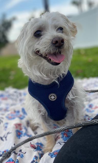 Milo (Me-Lo) - So Ca, an adoptable Maltese, Poodle in Los Angeles, CA, 90024 | Photo Image 2