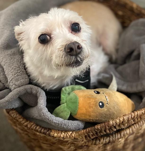 Milo (Me-Lo) - So Ca, an adoptable Maltese, Poodle in Los Angeles, CA, 90024 | Photo Image 3