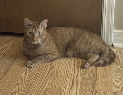 Aspen, an adoptable Domestic Short Hair in River Ridge, LA, 70123 | Photo Image 3