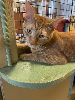 Aspen, an adoptable Domestic Short Hair in River Ridge, LA, 70123 | Photo Image 5