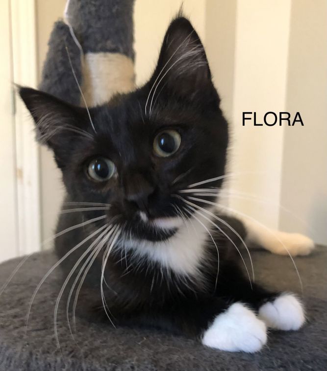 Flora (adoption fee sponsored w/Zeus)