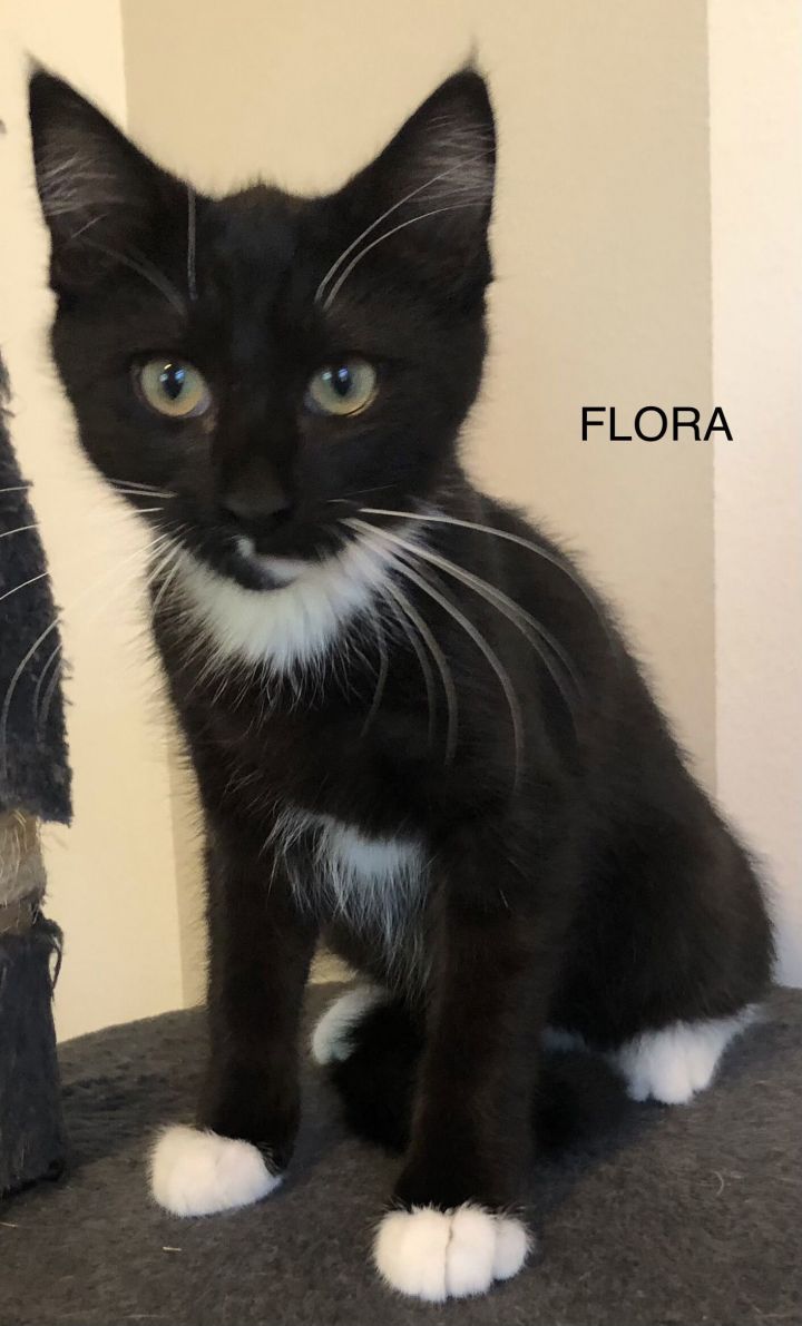 Flora (adoption fee sponsored w/Zeus) 2