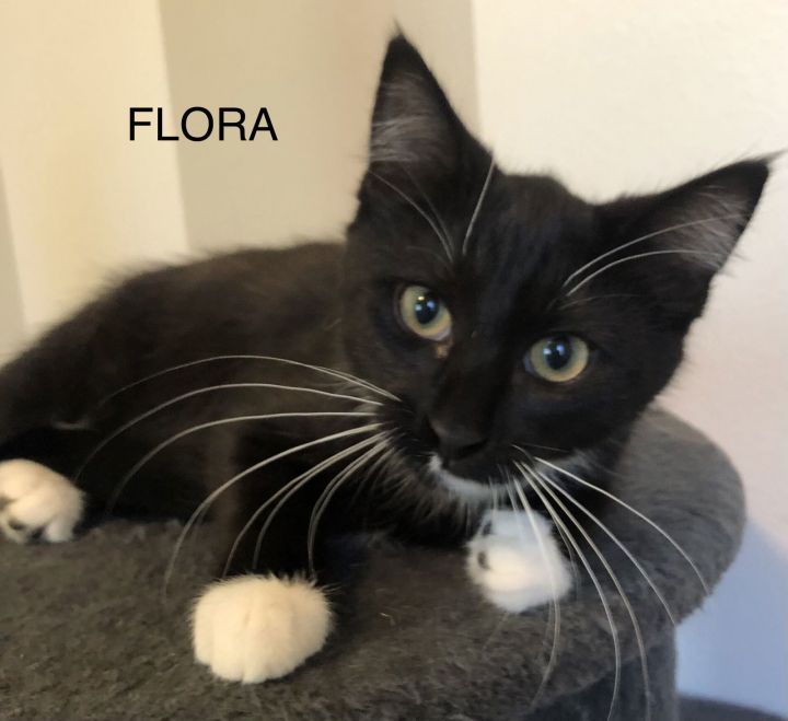 Flora (adoption fee sponsored w/Zeus) 3