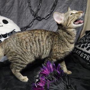 Paris, Young Female Domestic Short Hair