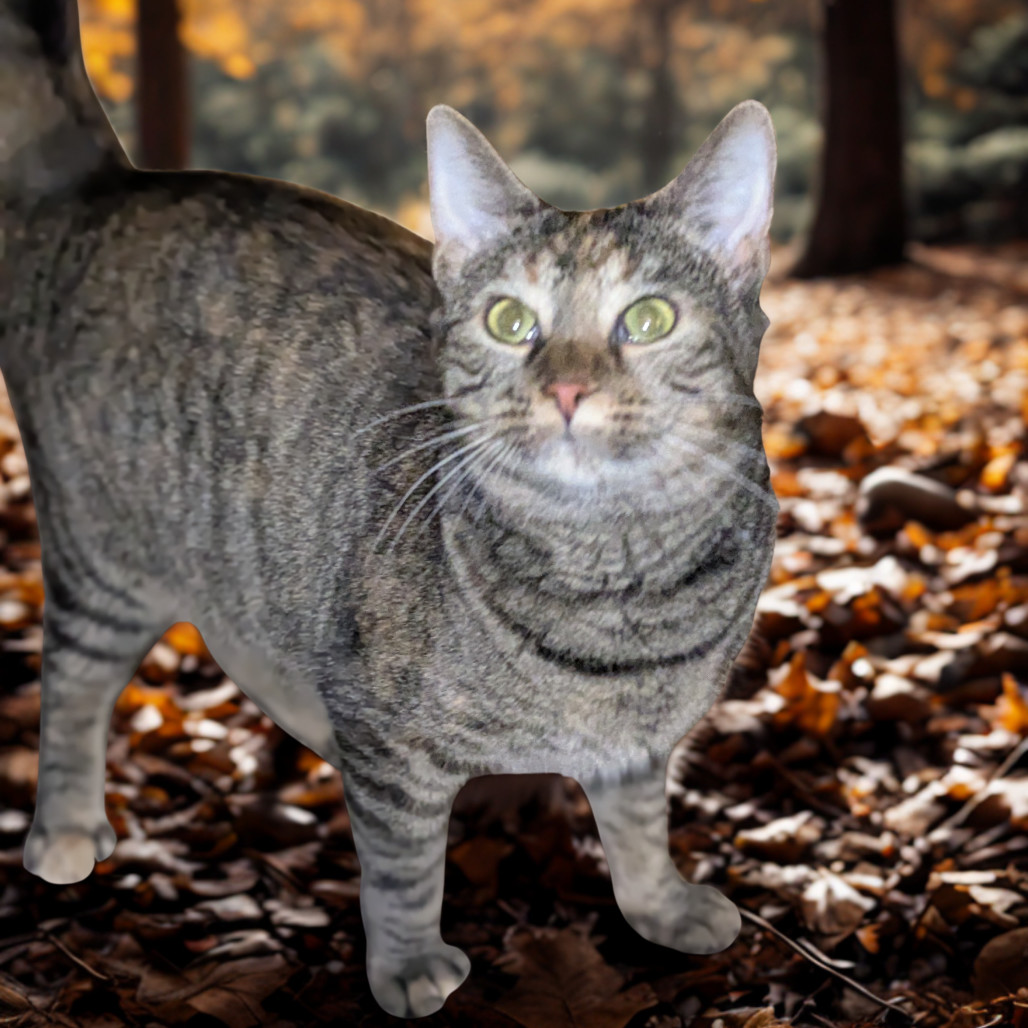 Paris, an adoptable Domestic Short Hair in Greenwood, MO, 64034 | Photo Image 1