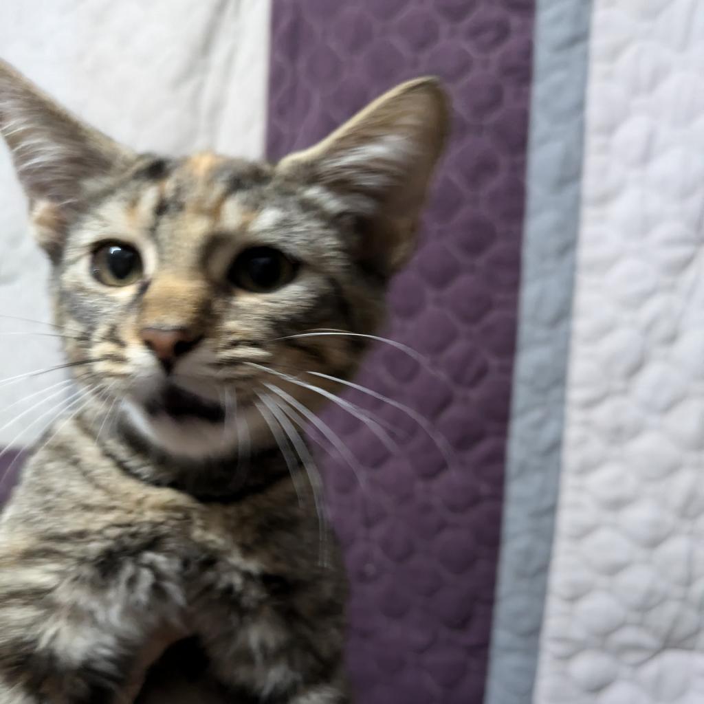 Paris, an adoptable Domestic Short Hair in Greenwood, MO, 64034 | Photo Image 2