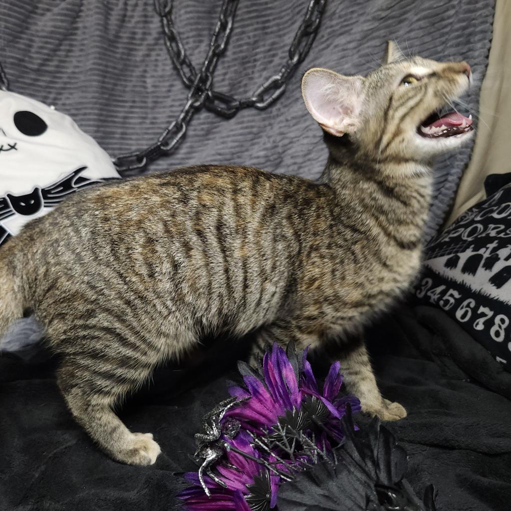 Paris, an adoptable Domestic Short Hair in Greenwood, MO, 64034 | Photo Image 2