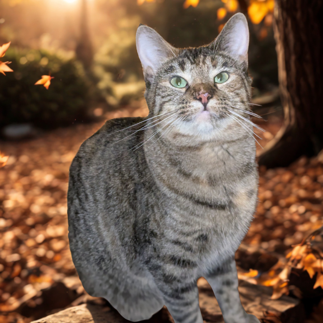 Biscuit, an adoptable Domestic Short Hair in Greenwood, MO, 64034 | Photo Image 1