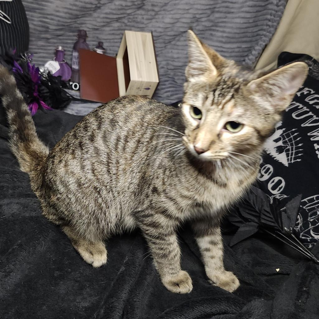 Biscuit, an adoptable Domestic Short Hair in Greenwood, MO, 64034 | Photo Image 2