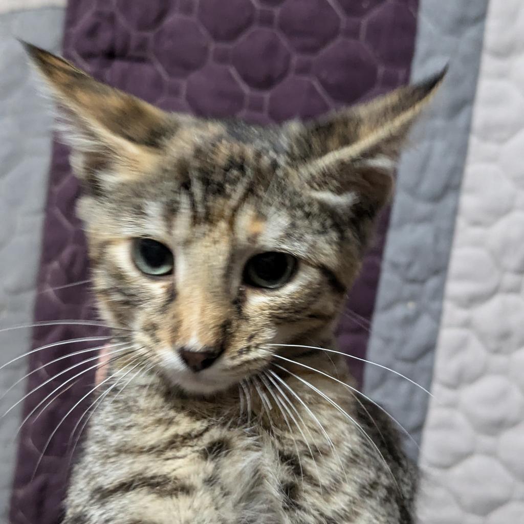 Biscuit, an adoptable Domestic Short Hair in Greenwood, MO, 64034 | Photo Image 3