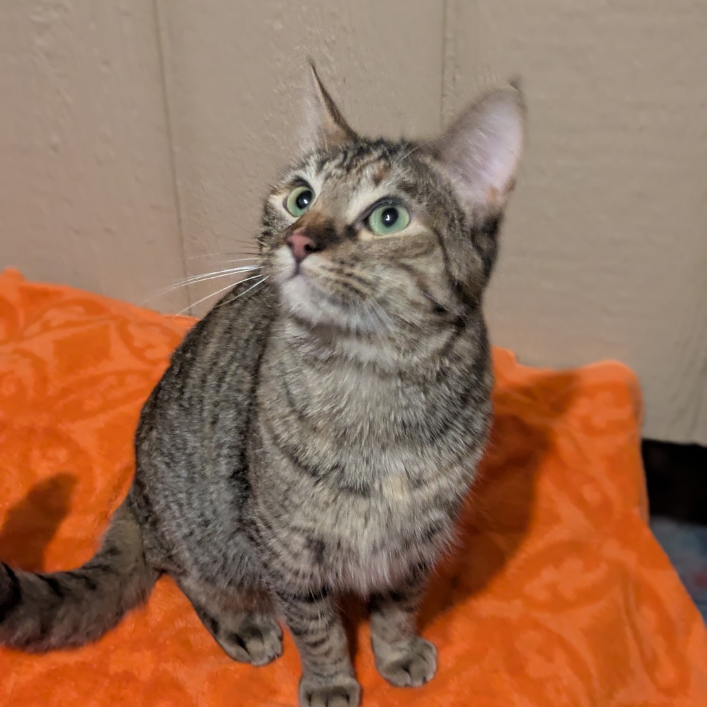 Biscuit, an adoptable Domestic Short Hair in Greenwood, MO, 64034 | Photo Image 4