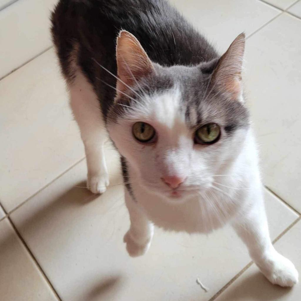 Klinger, an adoptable Domestic Short Hair in Wadena, MN, 56482 | Photo Image 5
