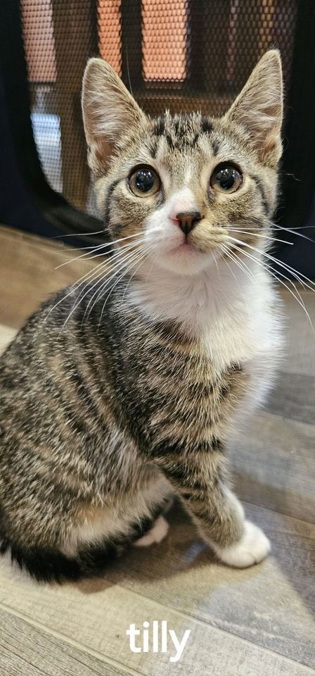 Tilly (24-633)