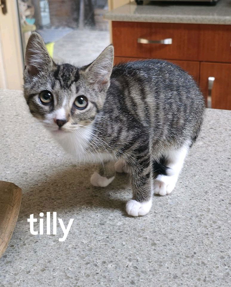 Tilly (24-633)