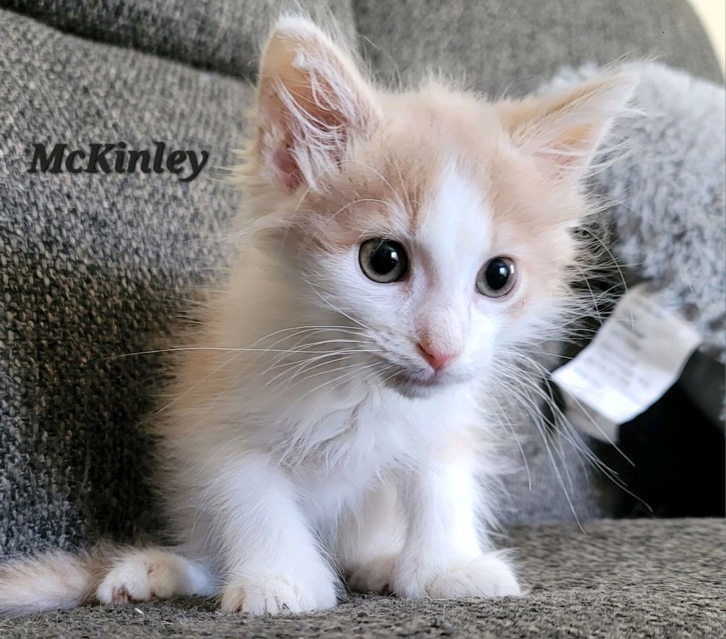 McKinley (24-560)