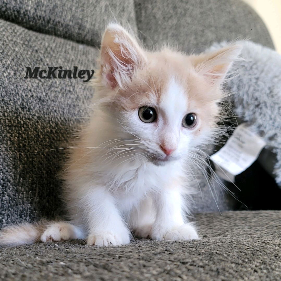 McKinley (24-560)