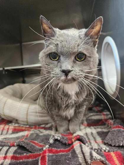 Fancy *Front Declawed*, an adoptable Domestic Short Hair in Rhinelander, WI, 54501 | Photo Image 1