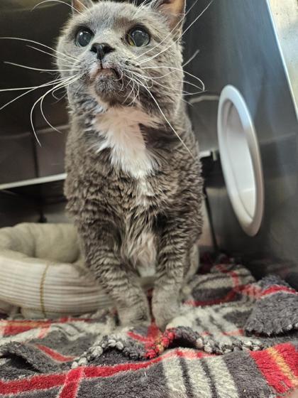 Fancy *Front Declawed*, an adoptable Domestic Short Hair in Rhinelander, WI, 54501 | Photo Image 2