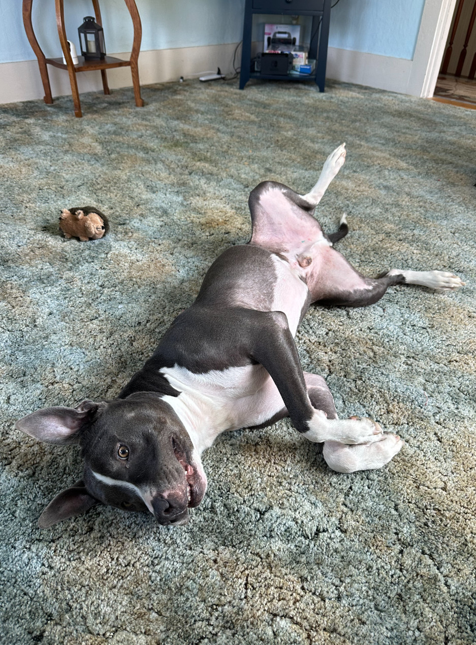 Bruno