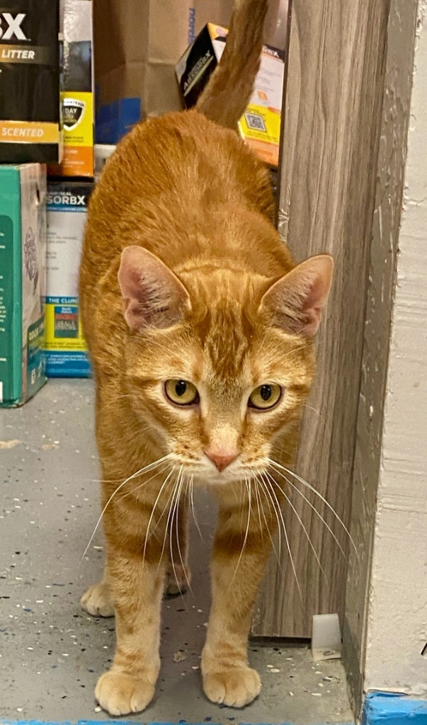 Beau, an adoptable Domestic Short Hair in Heber City, UT, 84032 | Photo Image 1