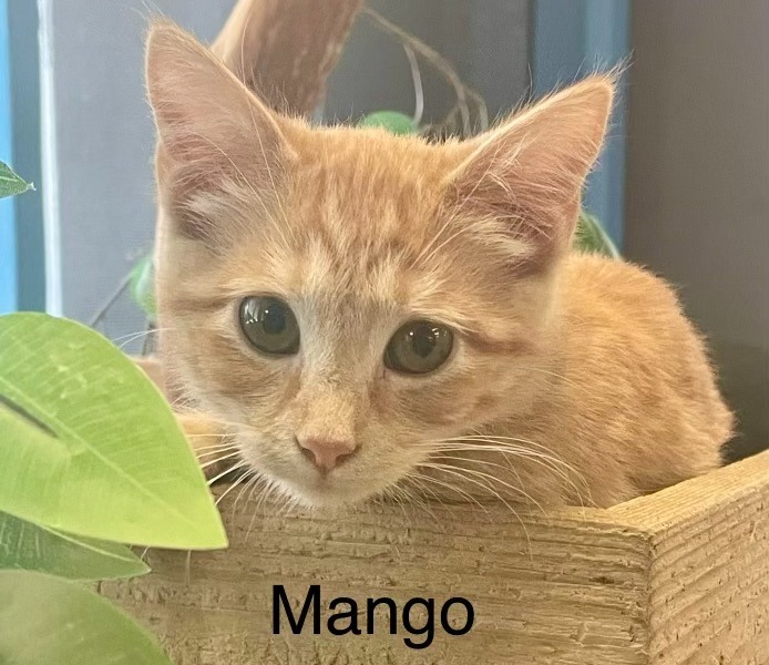 Mango