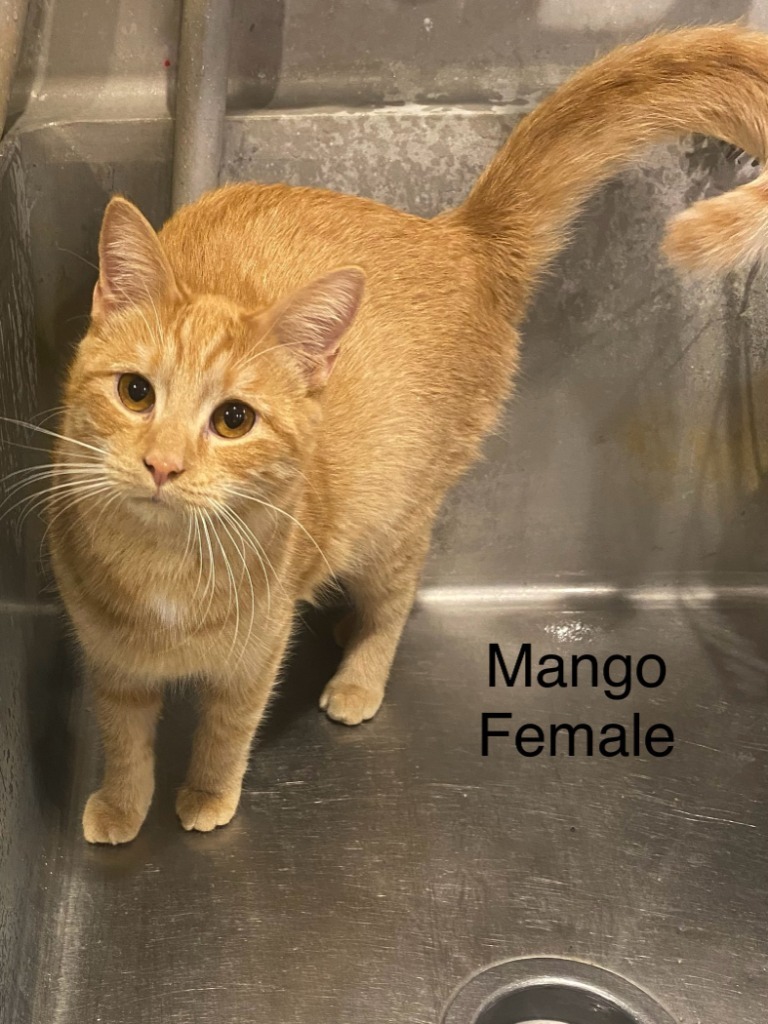 Mango