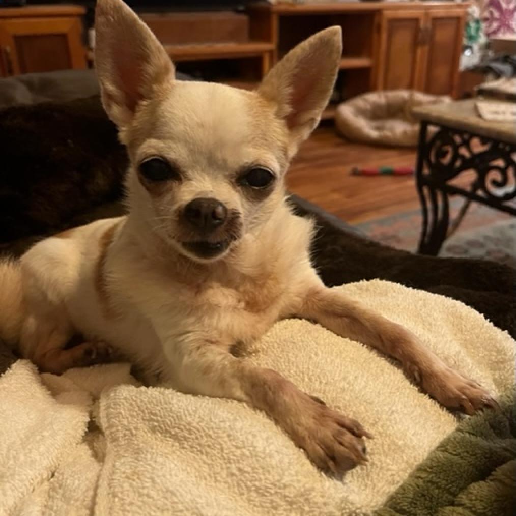 Prada (In Senior Hospice Care), an adoptable Chihuahua in Keaau, HI, 96749 | Photo Image 1