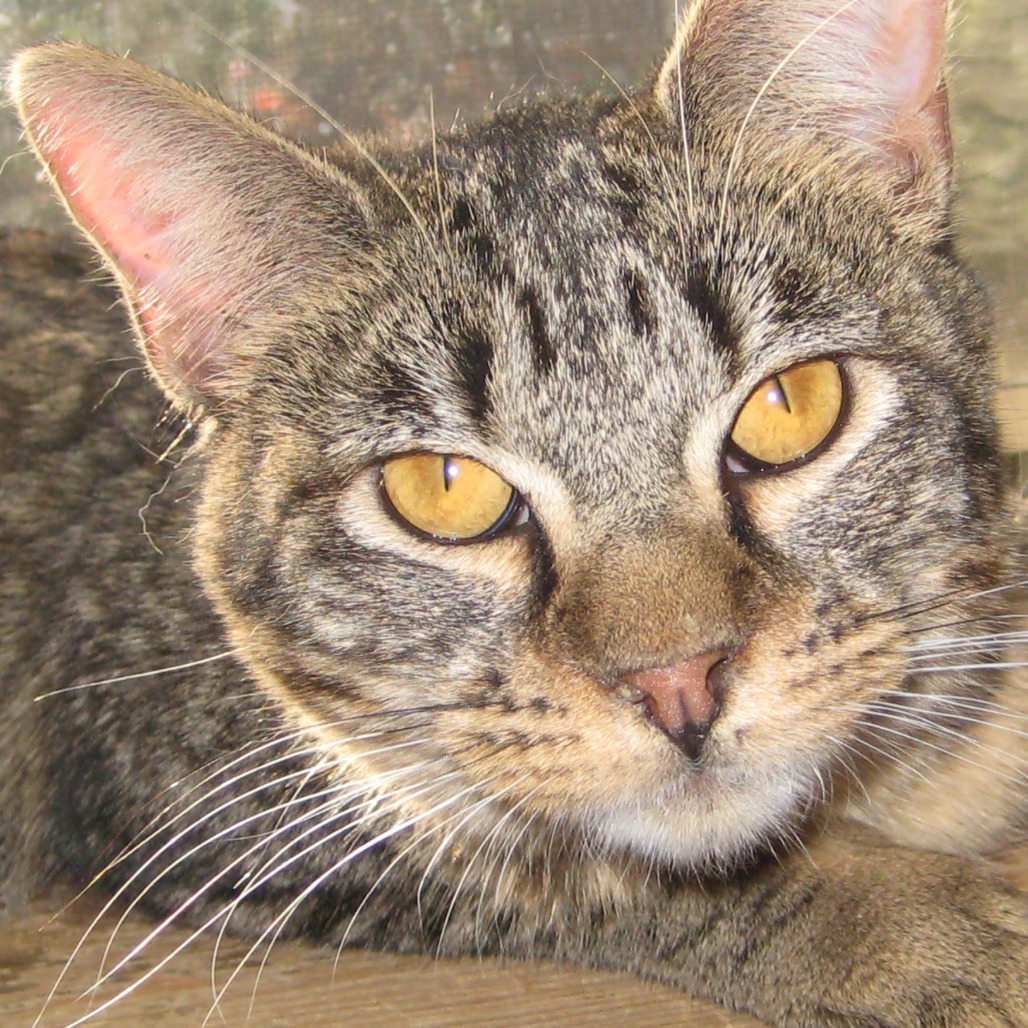 Daenerys, an adoptable Domestic Short Hair in Eureka Springs, AR, 72632 | Photo Image 1