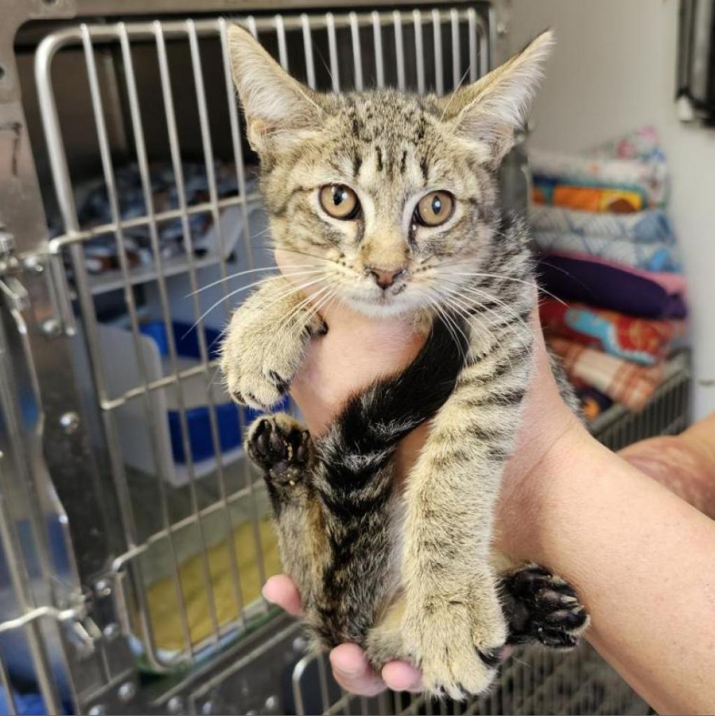 Daenerys, an adoptable Domestic Short Hair in Eureka Springs, AR, 72632 | Photo Image 2