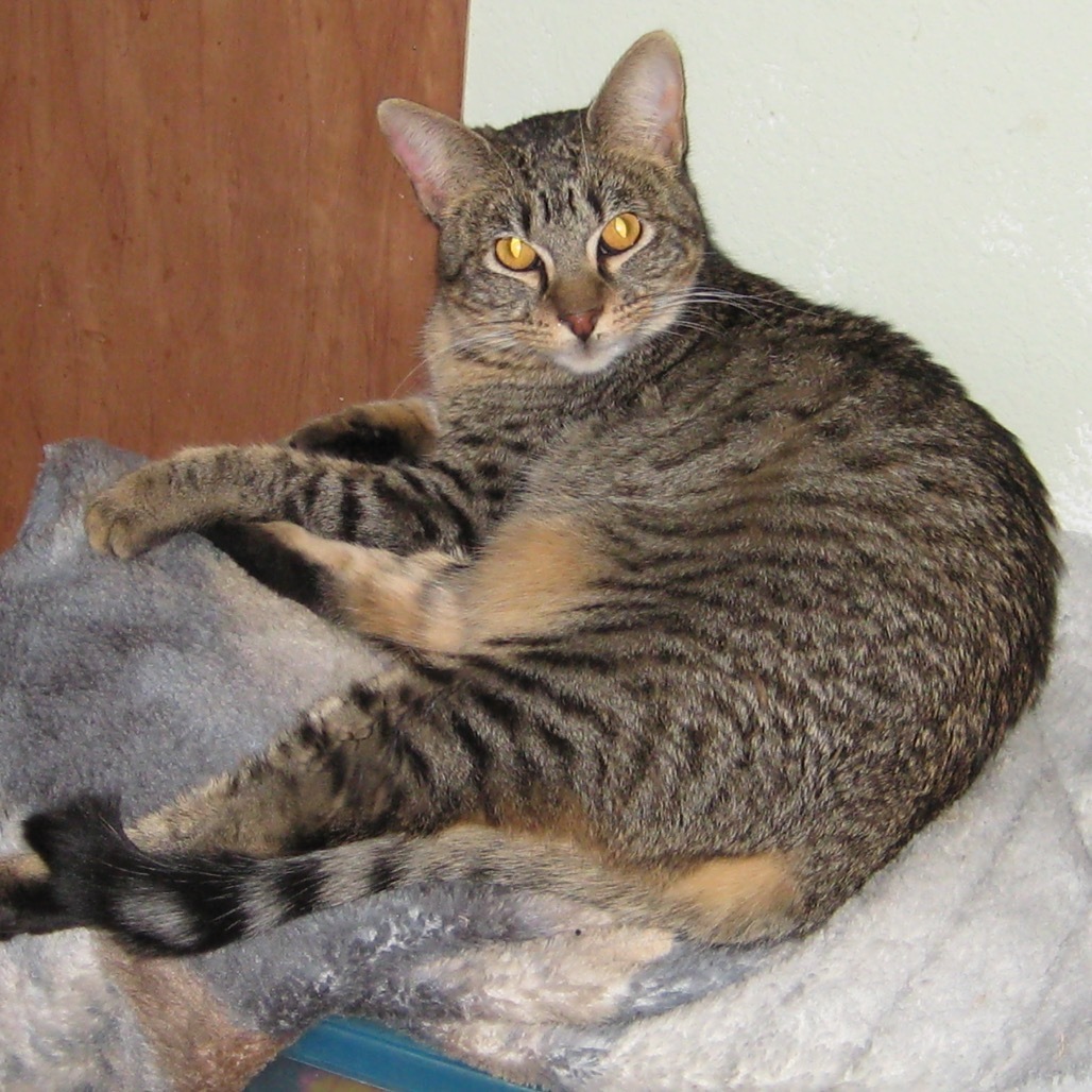 DD, an adoptable Domestic Short Hair in Eureka Springs, AR, 72632 | Photo Image 3