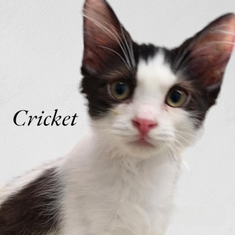 Cricket