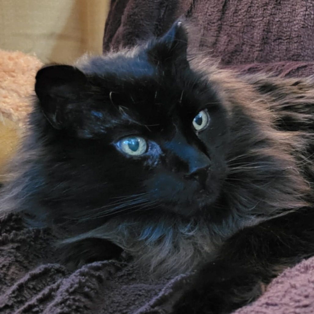 Frankie, an adoptable Domestic Long Hair in Bismarck, ND, 58507 | Photo Image 1