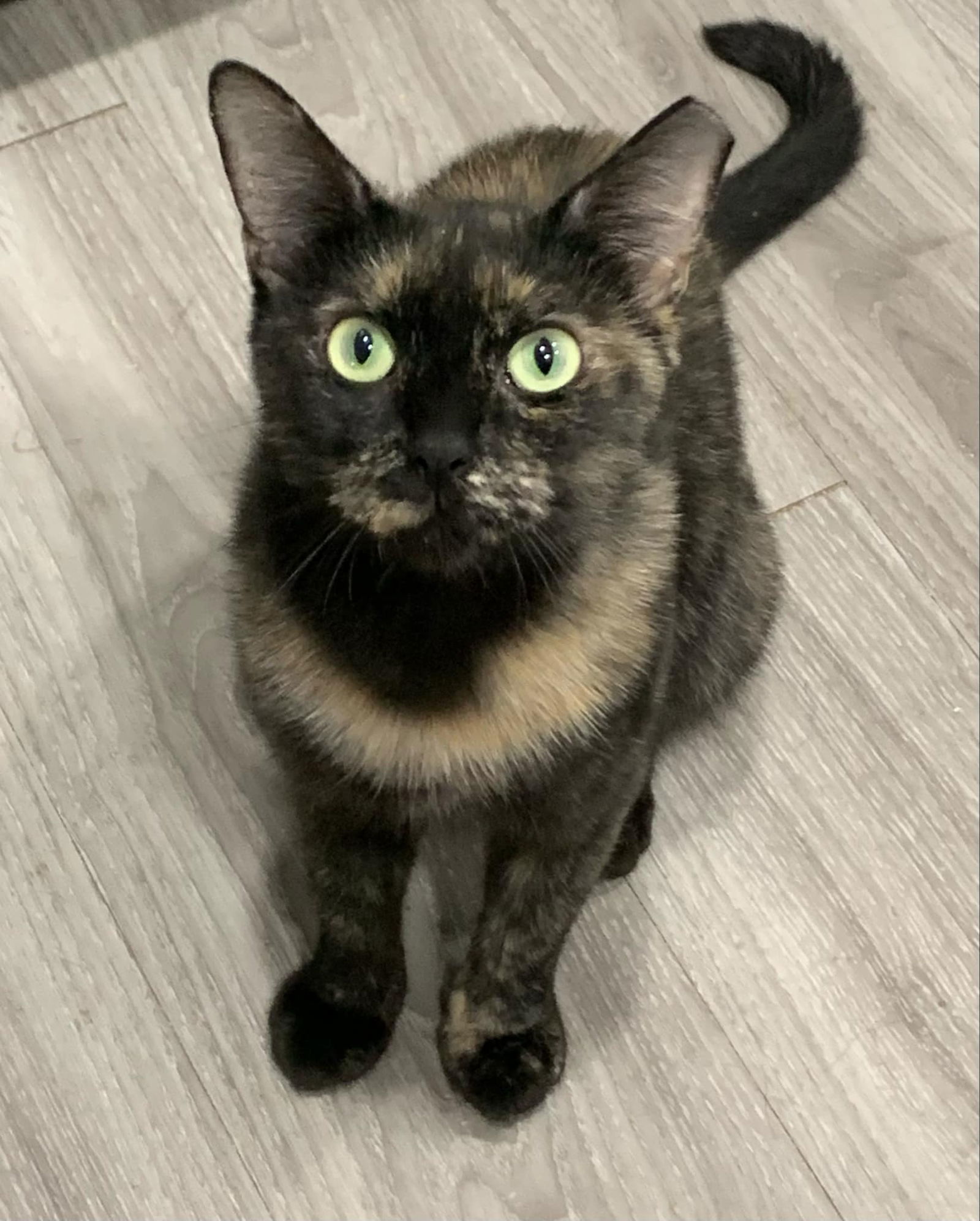 Rudy, an adoptable Domestic Short Hair in Glendale, AZ, 85301 | Photo Image 1