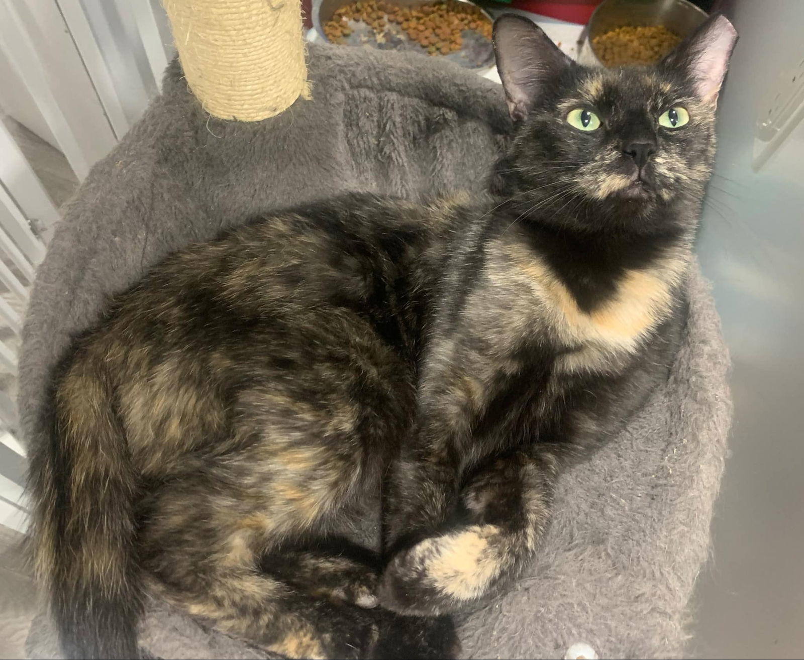 Rudy, an adoptable Domestic Short Hair in Glendale, AZ, 85301 | Photo Image 2