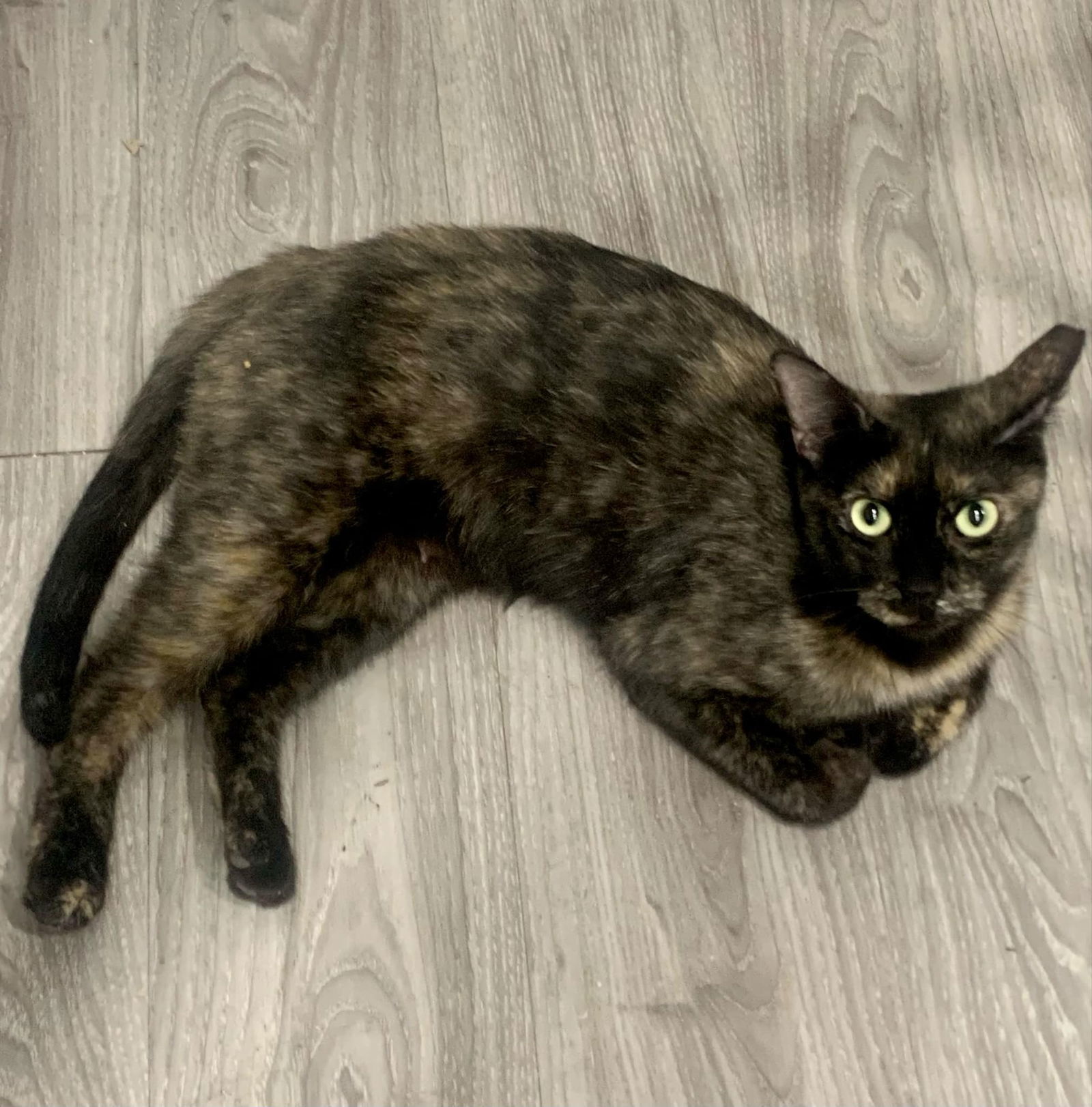 Rudy, an adoptable Domestic Short Hair in Glendale, AZ, 85301 | Photo Image 3