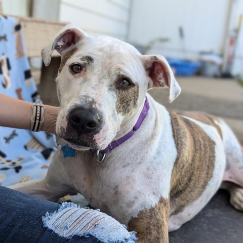 Squirtalicious, an adoptable Pit Bull Terrier in Fenton, MI, 48430 | Photo Image 2