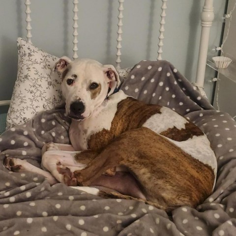 Squirtalicious, an adoptable Pit Bull Terrier in Fenton, MI, 48430 | Photo Image 4