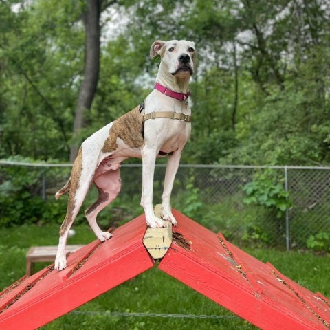 Squirtalicious, an adoptable Pit Bull Terrier in Fenton, MI, 48430 | Photo Image 6