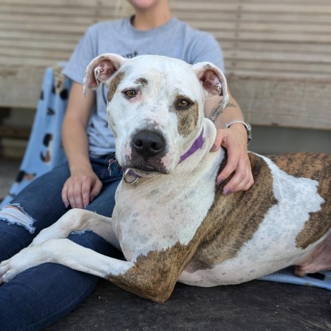 Squirtalicious, an adoptable Pit Bull Terrier in Fenton, MI, 48430 | Photo Image 8