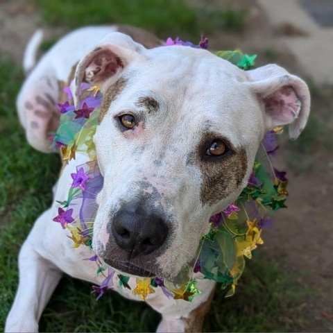 Squirtalicious, an adoptable Pit Bull Terrier in Fenton, MI, 48430 | Photo Image 9