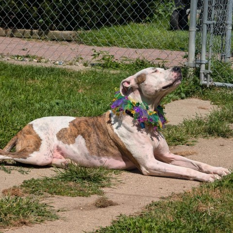 Squirtalicious, an adoptable Pit Bull Terrier in Fenton, MI, 48430 | Photo Image 10