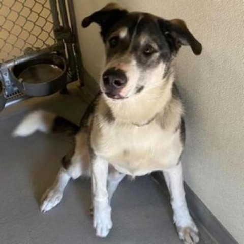 Kai, an adoptable Border Collie, Labrador Retriever in Driggs, ID, 83422 | Photo Image 1