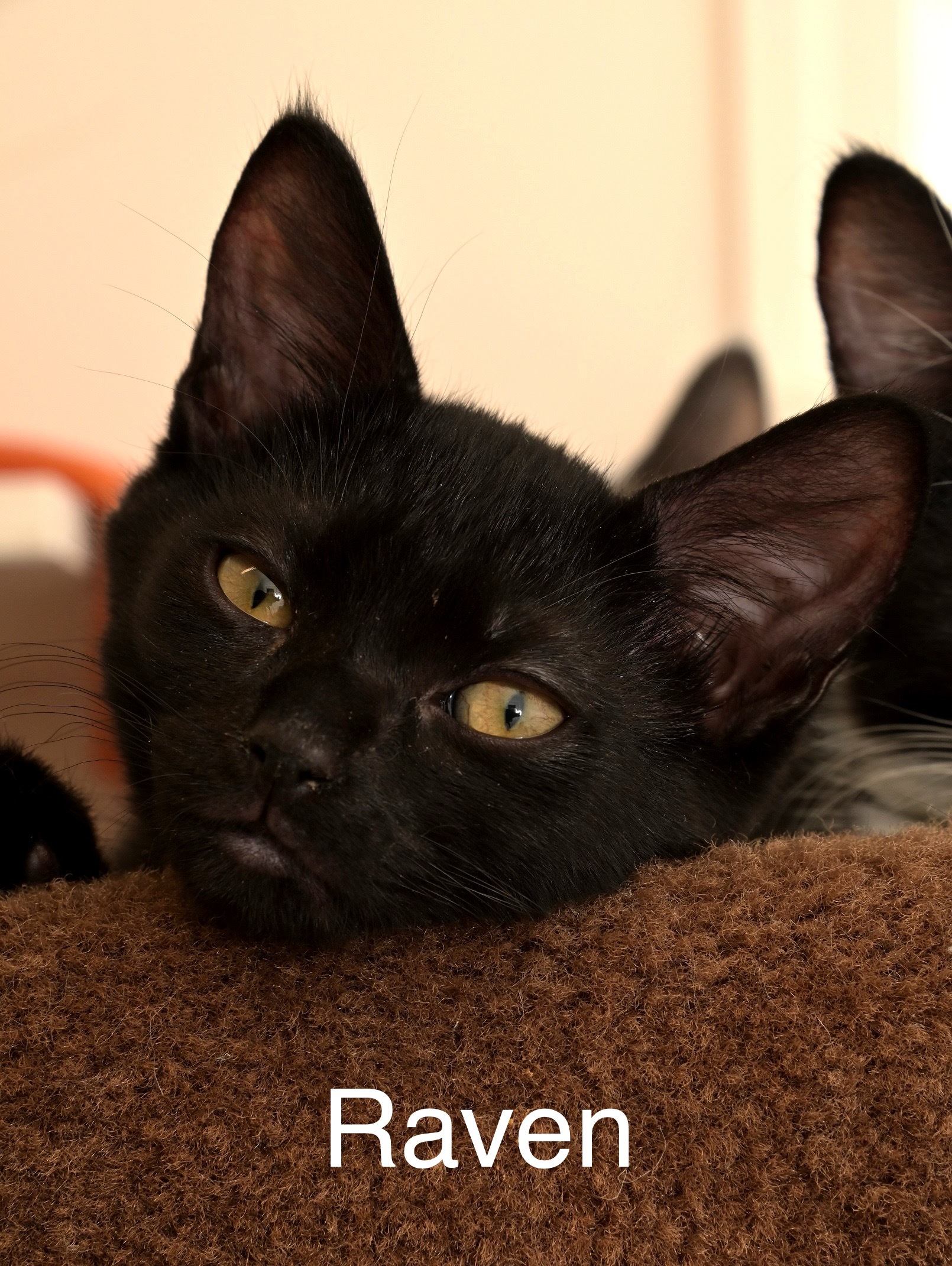 Raven, an adoptable Domestic Short Hair in Chilliwack, BC, V2P 6H3 | Photo Image 1