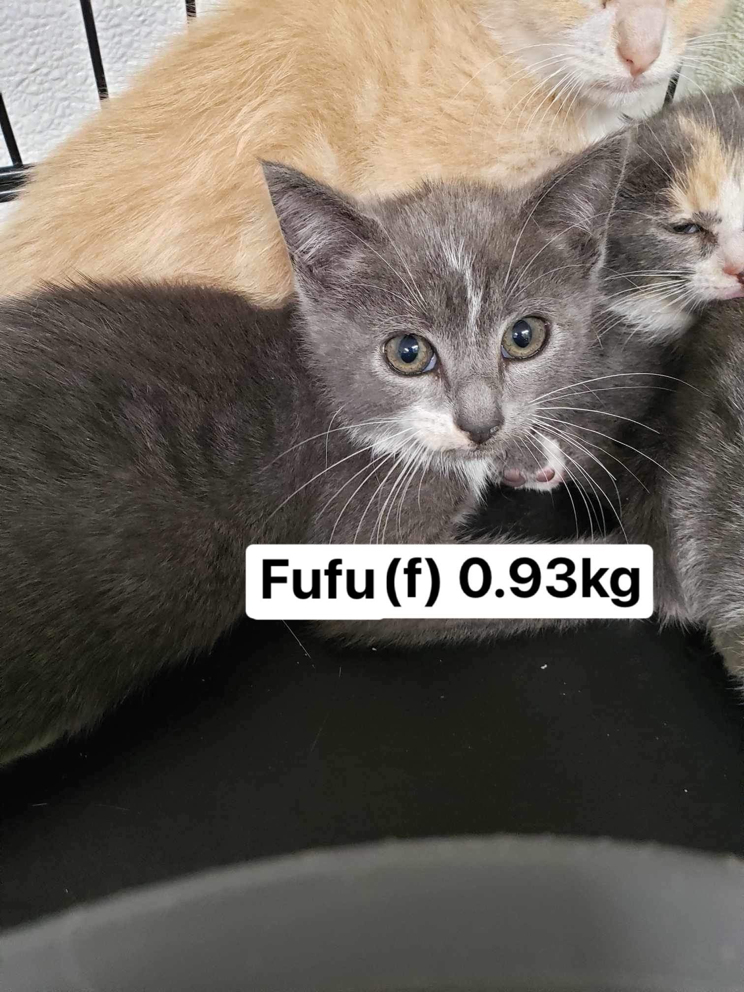 Fufu, an adoptable Domestic Short Hair in Chilliwack, BC, V2P 6H3 | Photo Image 1