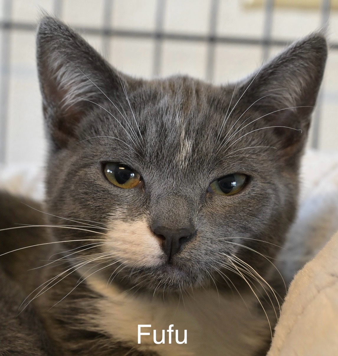 Fufu, an adoptable Domestic Short Hair in Chilliwack, BC, V2P 6H3 | Photo Image 2