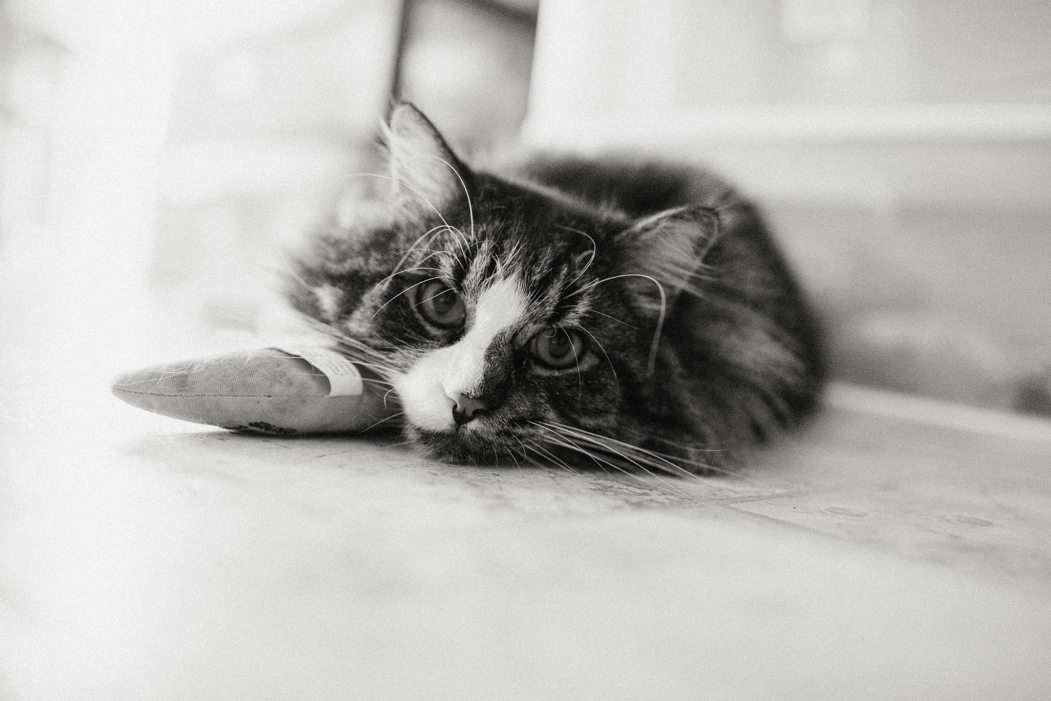 Bear, an adoptable Domestic Long Hair in Chilliwack, BC, V2P 6H3 | Photo Image 1