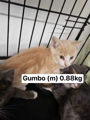 Gumbo