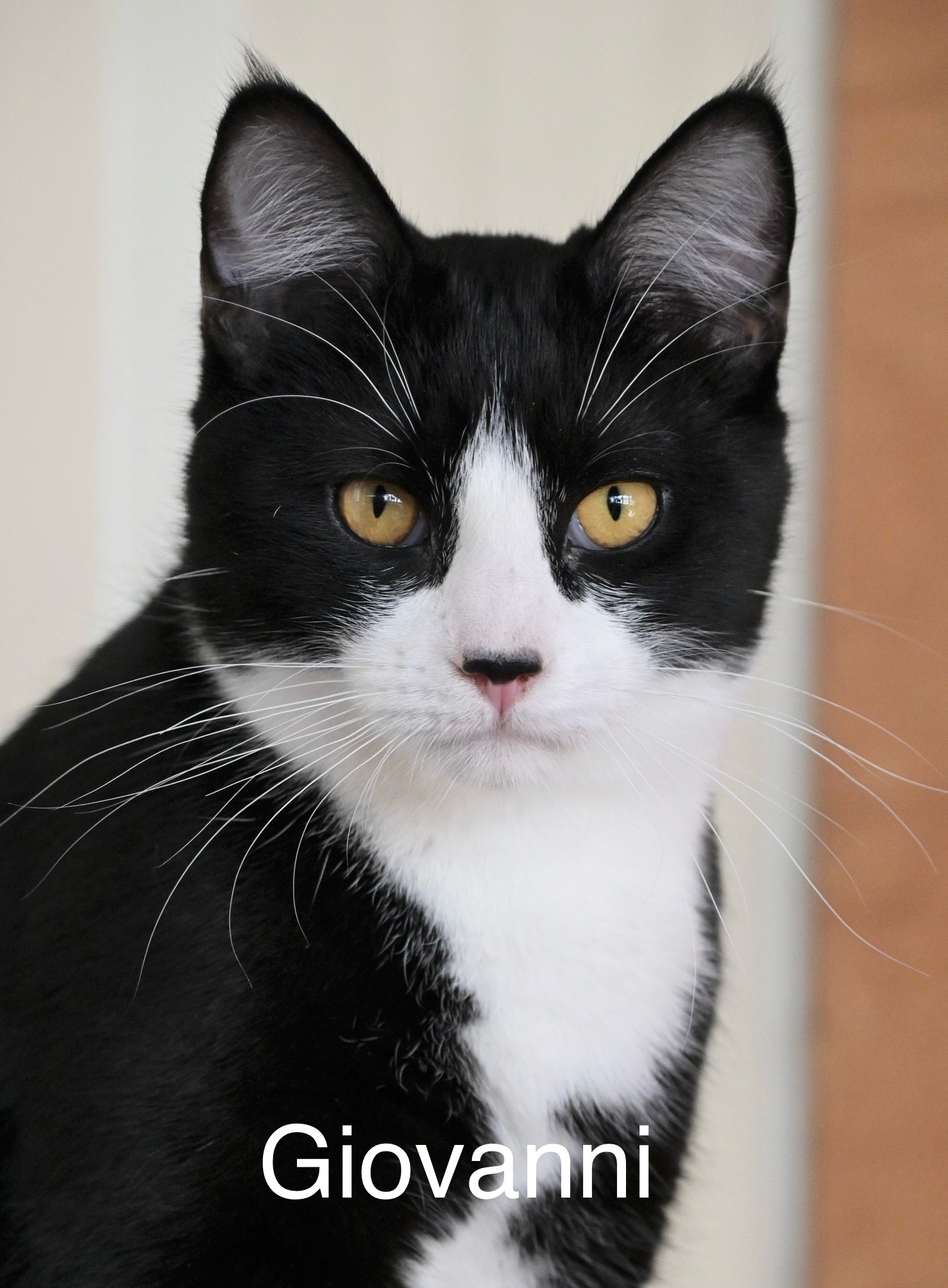 Giovanni, an adoptable Domestic Short Hair in Chilliwack, BC, V2P 6H3 | Photo Image 1